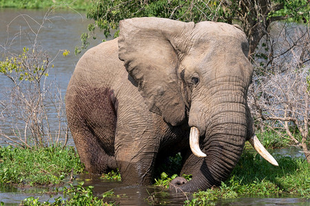 王国风景生物群落非洲大象Loxodontaafriana乌干达穆尔奇松瀑布公园图片