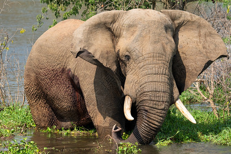 非洲大象Loxodontaafriana乌干达穆尔奇松瀑布公园荒野哺乳动物自然图片