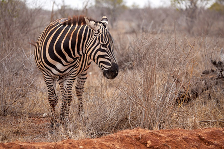 保护萨凡纳公园斑马站在肯尼亚的热带草原上图片