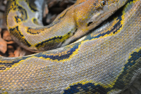 颜色关闭黄皮松软选择聚焦点波阿蛇Python自然图片