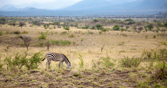 肯尼亚热带草原的斑马放牧黑色非洲野生动物图片