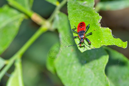 绿自由ShieldBugChustBugRiverineForestRoyalBardiaNationalParkBardiya图片