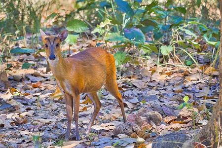 麂鹿叫声barkingdeermuntjacsmastreanideermuntiacusmuntjakroyal