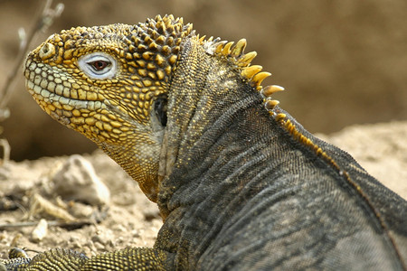 加拉帕戈斯土地鬣蜥Conolophussubcristatus加拉帕戈斯公园加拉帕戈斯群岛联合国教科文组织世界遗产厄瓜多尔美国爬图片