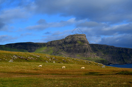 海景三重奏赫布里底群岛在苏格兰NeistPoint牧草的三只羊图片