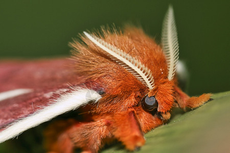 热带蝴蝶雨林纳波河流域亚马逊厄瓜多尔美洲丛林森动物群图片