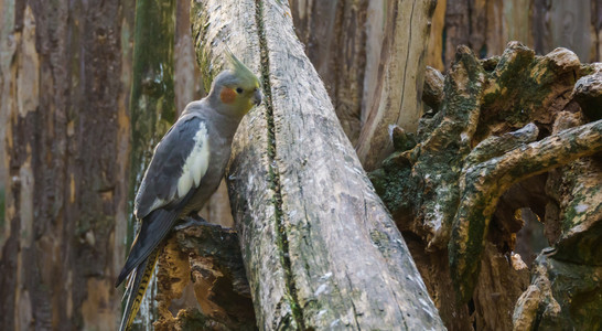 雌公鸡坐在树枝上一种来自澳洲的养殖中受欢迎宠物可爱灰色簇绒图片