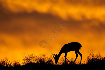 野生动物户外在南非卡拉哈里沙漠的红色天空下被抛出双光背影横扫南非卡拉哈里沙漠加迪图片