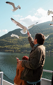 山人类喂养在挪威Fiord的海鸥游客女图片