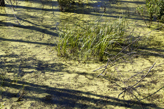 春天芦苇黑色的生长在沼泽中其他草地被绿和鸭覆盖的水夏季闭合或春沼泽图片