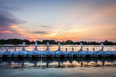 运动上市花园白天鹅在日落光下公园湖中水面的白色天鹅旋转踏板船行图片