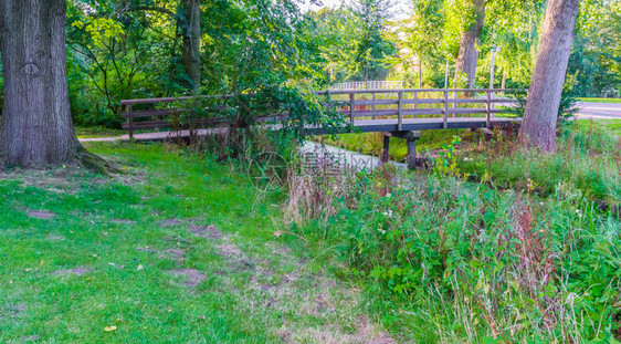 反射横跨河流的木桥带草和树场景木图片