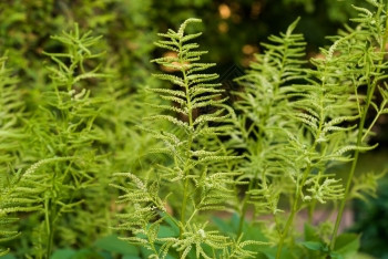 幼苗芽在园艺植物中生长的园艺植物底灰色的本木制图片