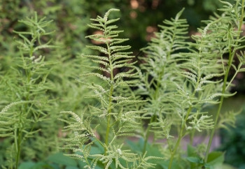 工作在园艺植物中生长的园艺植物底灰色的本锅种子图片