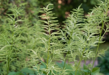 工作在园艺植物中生长的园艺植物底灰色的本锅种子图片