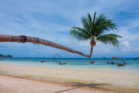 热带海滩上的绿椰子棕榈树天空海景图片