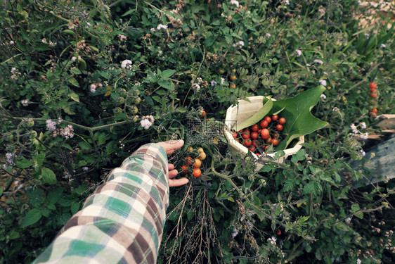 女在草地收获野樱桃番茄在越南达拉特DaLat以青色拍摄红熟番茄新鲜天然绿色水果抓住外部花园图片