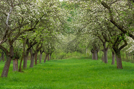 风景优美衬套丽的樱桃果园在一排的樱树干小桃屋里在一排的樱树小巷图片