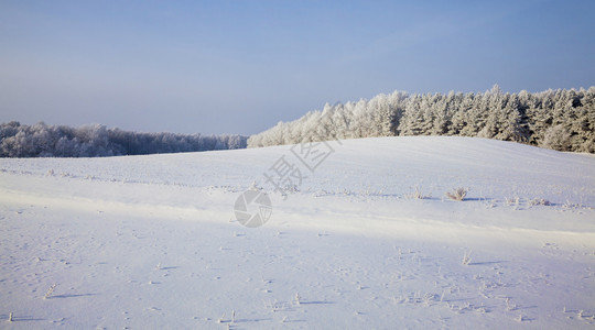 一片有雪覆盖草和树木的田地冬季风景在混合森林中生长野地上阳光明媚的天气冬风景季节晴冷冻图片