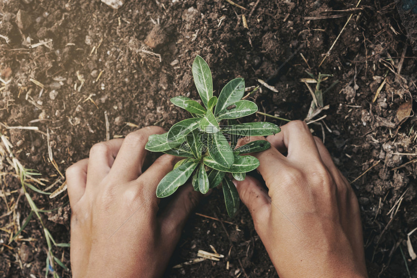 天在土壤中手工种植树在花园里日落肥料树苗图片