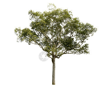 绿色白背景上隔离的树木用于设计并有剪切路径的热带树和春天生长图片