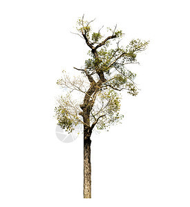 季节白色背景上隔离的树木用于设计并有剪切路径的热带树和生态环境图片