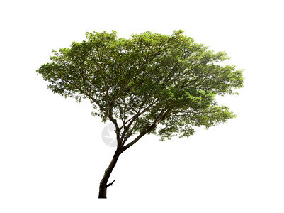 剪下孤独白色背景上隔离的树木用于设计并有剪切路径的热带树和剪裁图片