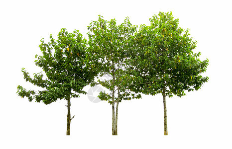 王冠白色背景上隔离的树木用于设计并有剪切路径的热带树和橡木季节图片