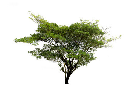 白色背景上隔离的树木用于设计并有剪切路径的热带树和林业夏天森图片