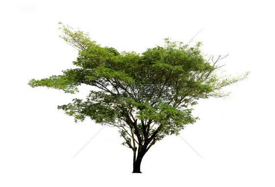 白色背景上隔离的树木用于设计并有剪切路径的热带树和林业夏天森图片