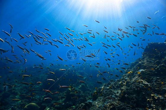 海底的鱼群图片