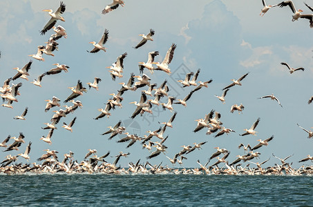 粉红鸟群飞过水面地点排蓝色的图片