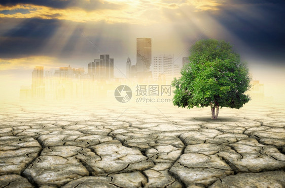 自然干燥树木景观与环境变化气候概念灾难图片