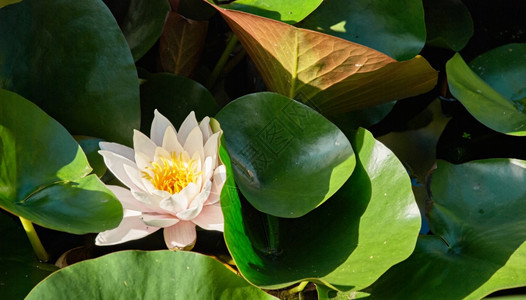 季节阳光夏日的清晨盛开水百合花单身的亚洲图片