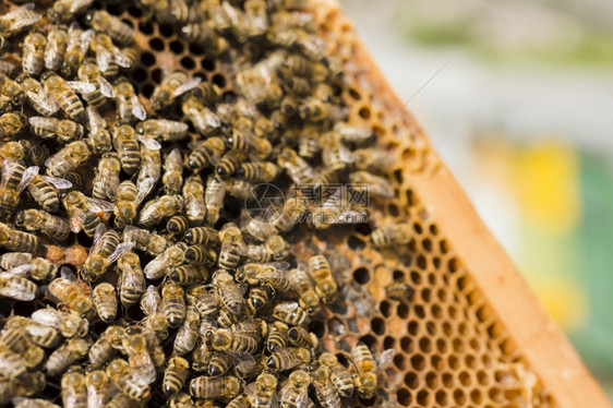 有蜜蜂的窝效率荒野甜的图片