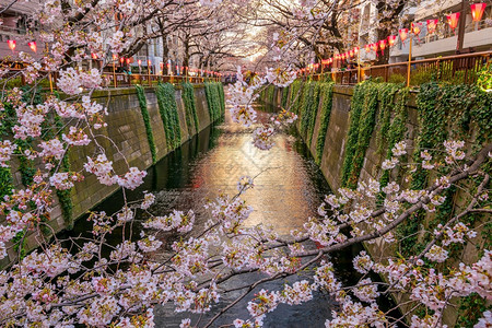 樱花灯笼花园季节公日本东京Meguro运河樱花或晚上在日本东京背景
