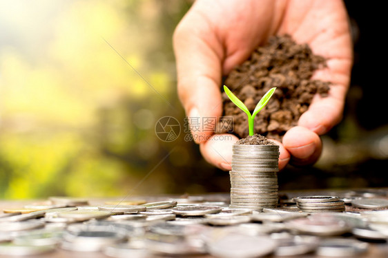 硬币放在顶部和小苗头上而一棵嫩树枝倒在地上金融的明亮节省图片