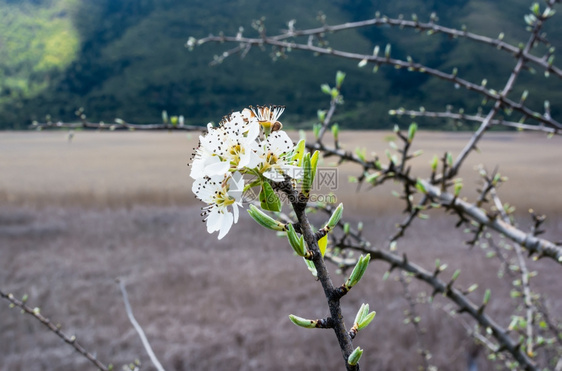 白花分支的特写雌蕊一种生长图片