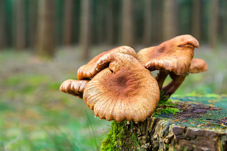 照片林中树桩上一群棕色蘑菇湿真菌图片