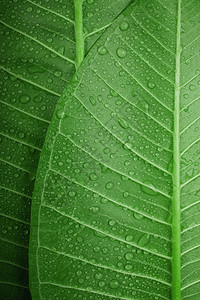 雨水分通过滴环境照顾和可持续的资源自然绿质背景使色叶子与许多小滴的新鲜空气密闭起来通过水滴环境保护和可持续资源等办法露珠图片