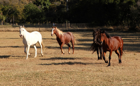 移动照片四匹马横跨冬季草原场肌肉图片