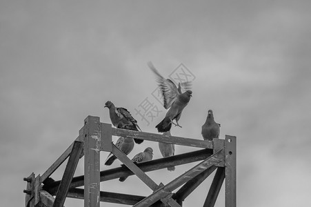 上面飞行的一只鸽子和其他在古老的生锈高电压塔上在单色云中高的天空拉脱维亚图片