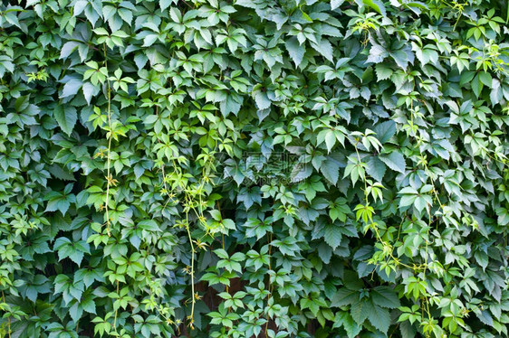 树叶不同颜色的顶绿墙壁植物群样本图片