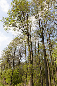 年轻的季节颜色高大幼树与鲜绿色叶春天风景森林风景图片