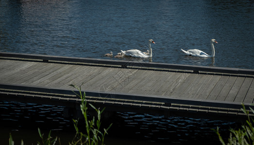 一个天鹅家庭在池塘的阿姆斯特丹内地景观旅行水禽图片