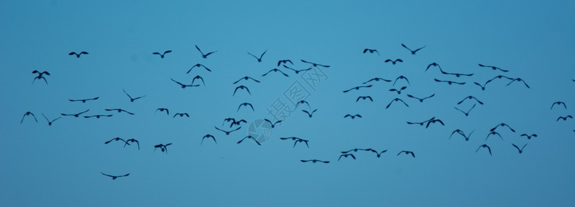 飞翔的鸟群图片
