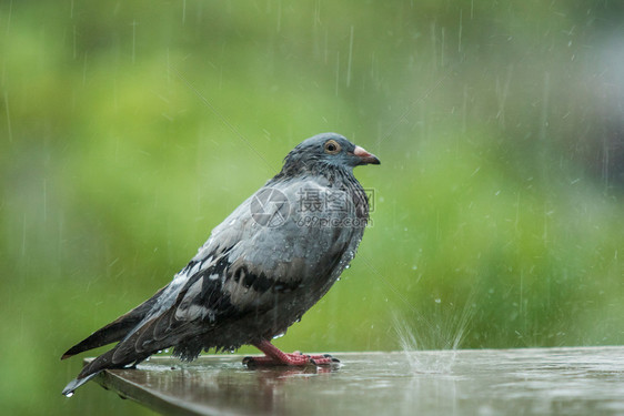 女士无家可归孤单的流浪鸽鸟站在严雨中户外图片