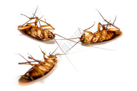密闭的大型封体中许多蟑螂在白色背景上被孤立而死小棕色昆虫与翅膀隔离害虫控制动物肮脏恶心令人厌毛骨悚然扰乱破坏传染用于卫生死的棕色图片