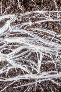 自然夏天地下植物的白根通过黑暗土壤密闭在谷类作物农业领域拍摄的照片而发源于黑暗土壤中的植物白根图片