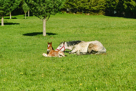 绿草野马和青木年轻的单趾科图片